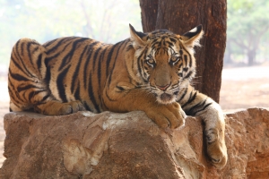 Теперь вы можете легко купить себе тигра. Фото с сайта sxc.hu