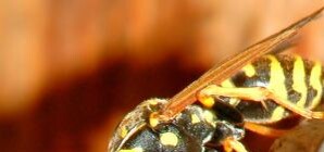 Вниманию киевлян: в городе зафиксирована повышенная активность ос, пчел и шершней