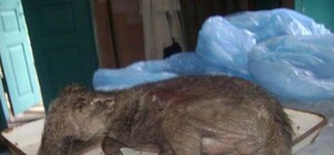 Ученые никак не могут понять, что за животное подстрелили охотники в Запорожской области 