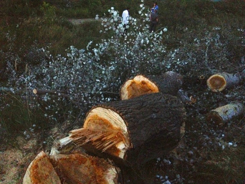 Новость - События - На Жуковом острове неизвестные спилили пять гектаров леса