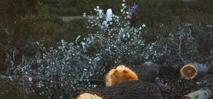 На Жуковом острове неизвестные спилили пять гектаров леса