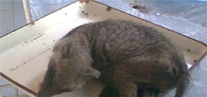 Новая версия зоологов о происхождении запорожской чупакабры 