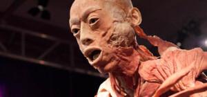 Сегодня в Киеве открылась шокирующая выставка человеческих тел