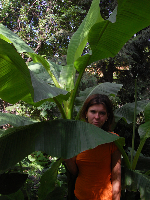 Новость - События - Киевлянка вырастила у себя во дворе банановые джунгли