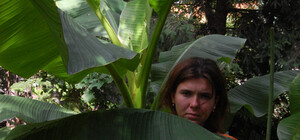 Киевлянка вырастила у себя во дворе банановые джунгли