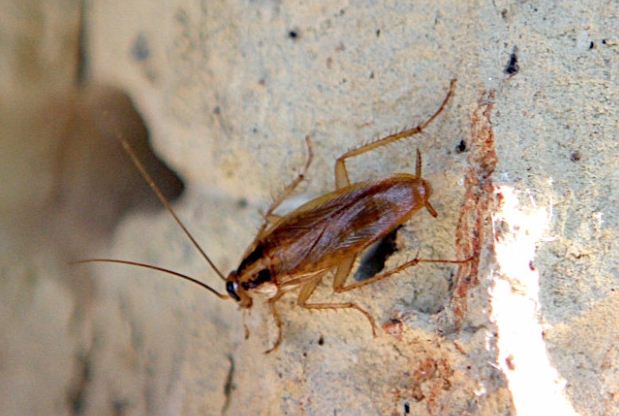 Жители дома в отчаянии, они не знают как спасаться от тараканов. Фото Г. Салай, "Сегодня" 