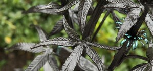 В Донецке установили кованую коноплю и 