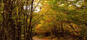  В крымском лесу нашли труп - мужчину не могут опознать уже несколько дней