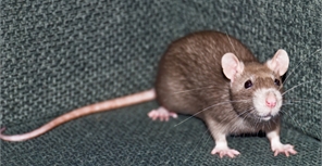 Крысы нагло полезли людям под диваны. Фото sxc.hu