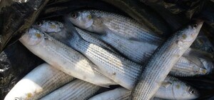 На ЮБК запретили ловить рыбу и мидий до весны