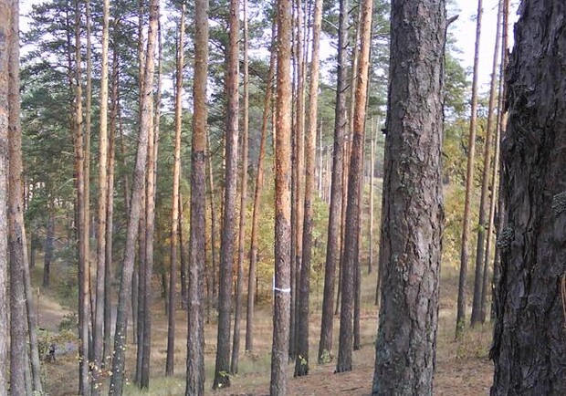 Останки человека были найдены в лесу. Фото Ольги Кромченко