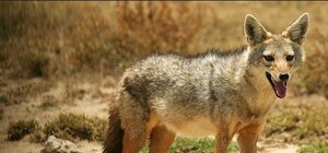 В Крым за едой перебираются морские и сухопутные хищники  