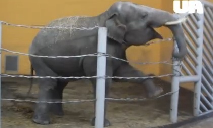 Новость - События - Слон в Киевском зоопарке пустился в пляс