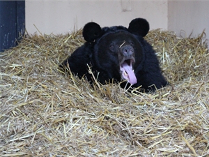 Медведм в киевском зоопарке уже готовяться ко сну. Фото Олега Терещенка, kp.ua