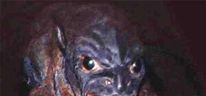 Возвращение чупакабры: неизвестный зверь терроризирует дома запорожцев