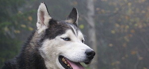 В Киеве пройдет Чемпионат северных собак