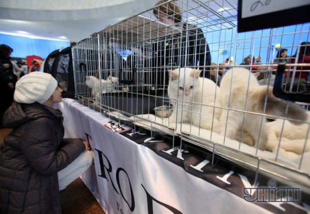 В Киеве проходит выставка породистых кошек. Фото УНИАН
