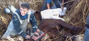 В Крыму из трясины спасли племенного английского жеребца 