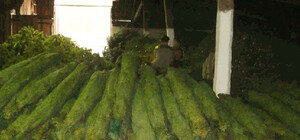 Одесские бизнесмены попались с грузовиком 