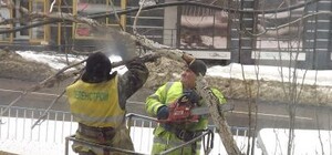 В Луганске убирают опасные деревья