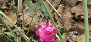 В Крыму на Рождество зацвели розы