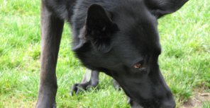 Симферопольцам предлагают приютить пса, искусавшего в парке 9 человек