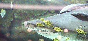 ТРЦ Ocean Plaza оштрафовали за акулу. На 255 гривен 