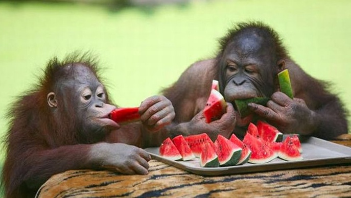 Животных в зоопарке кормят вкусно. Фото: smotriinfo.net