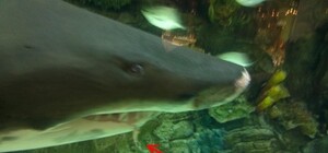 У акулы из Ocean Plaza выпали зубы