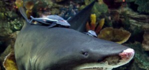 Акула из Ocean Plaza отправится назад в Голландию