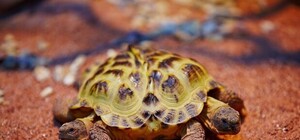 В Дрим Тауне проснулась двухголовая черепаха