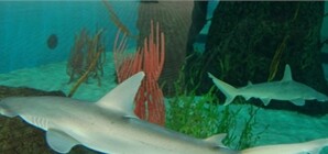 Большого Джона из Ocean Plaza поменяют на другую акулу