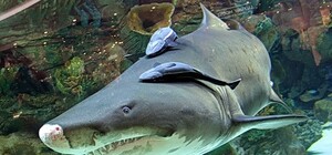 Акулы Биг Джона больше нет