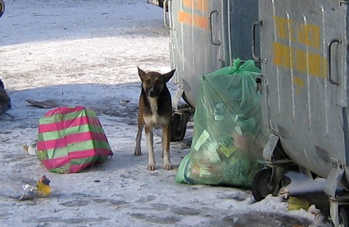 В Киеве травят бродячих собак. Фото: poltava.pl.ua 