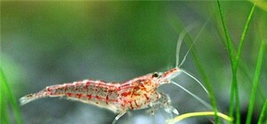 В Киеве покажут элитных креветок