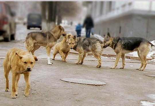 Догхантеры убили 20 собак. Фото: ladywdele.org