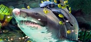 Киевляне о погибшей акуле: 