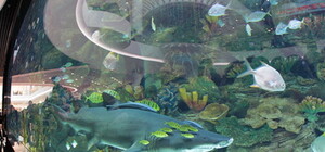 Биг Джон умер из-за крючка в желудке