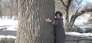 В Донецкой области появилась новая достопримечательность - трехвековой дуб высотой в 33 метра