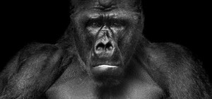 В Киеве открылась выставка фотографа-анималиста Вольфа Адемайта