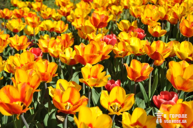 Новость - Досуг и еда - Весенняя феерия: на Певческом поле вновь расцветут тысячи тюльпанов