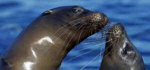 Киевляне о поцелуях в общественных местах: за и против