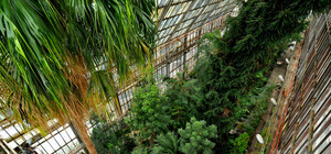 Где в Киеве прячется лето. Прогулка среди пальм и бамбуковых рощ ботанического сада им. Фомина