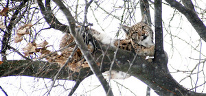 Зам Попова возьмет на иждивение рысь и даст имя ее детям