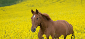 Где в Крыму на майские 2013 покататься на лошадях