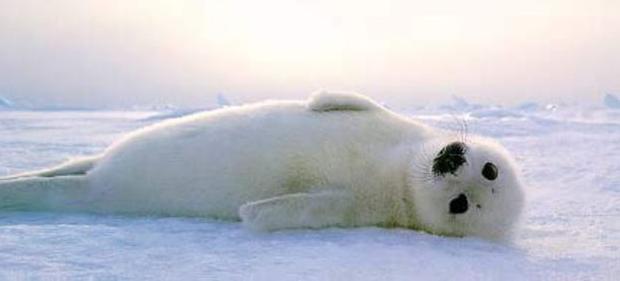 Киевскому зоопарку подарили тюленей. Фото: nnm.ru