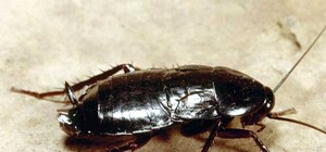 Жители Минского массива живут в гармонии с природой: жуками, блохами и грибком