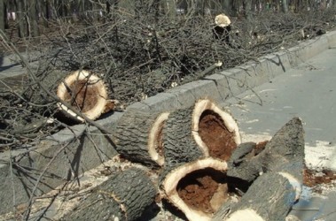 В столице планируют убрать сухие деревья. Фото: segodnya.ua 