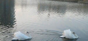 Фотофакт: на окраине одесского поселка Котовского живут лебеди