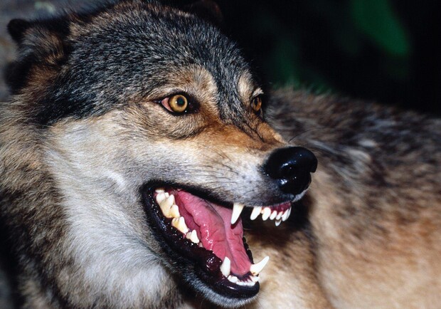 В киевском зоопарке волчица напала на женщину. Фото: fotodes.ru 